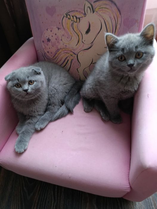 Британски котета