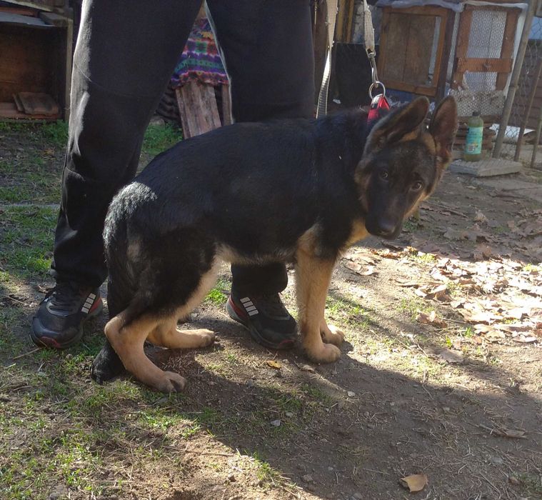 Немска овчарка женска