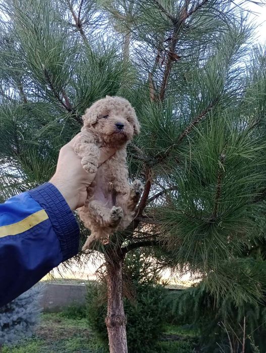 Мъжко Пуделче ...