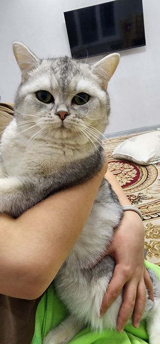 Британ шиншила чиройли