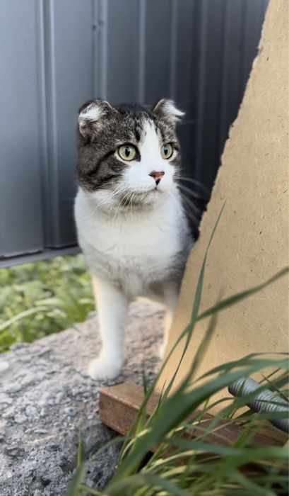 Отдам кота в добрые руки