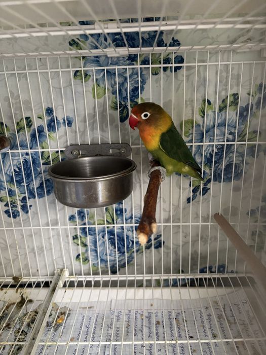 Продам пару попугаев