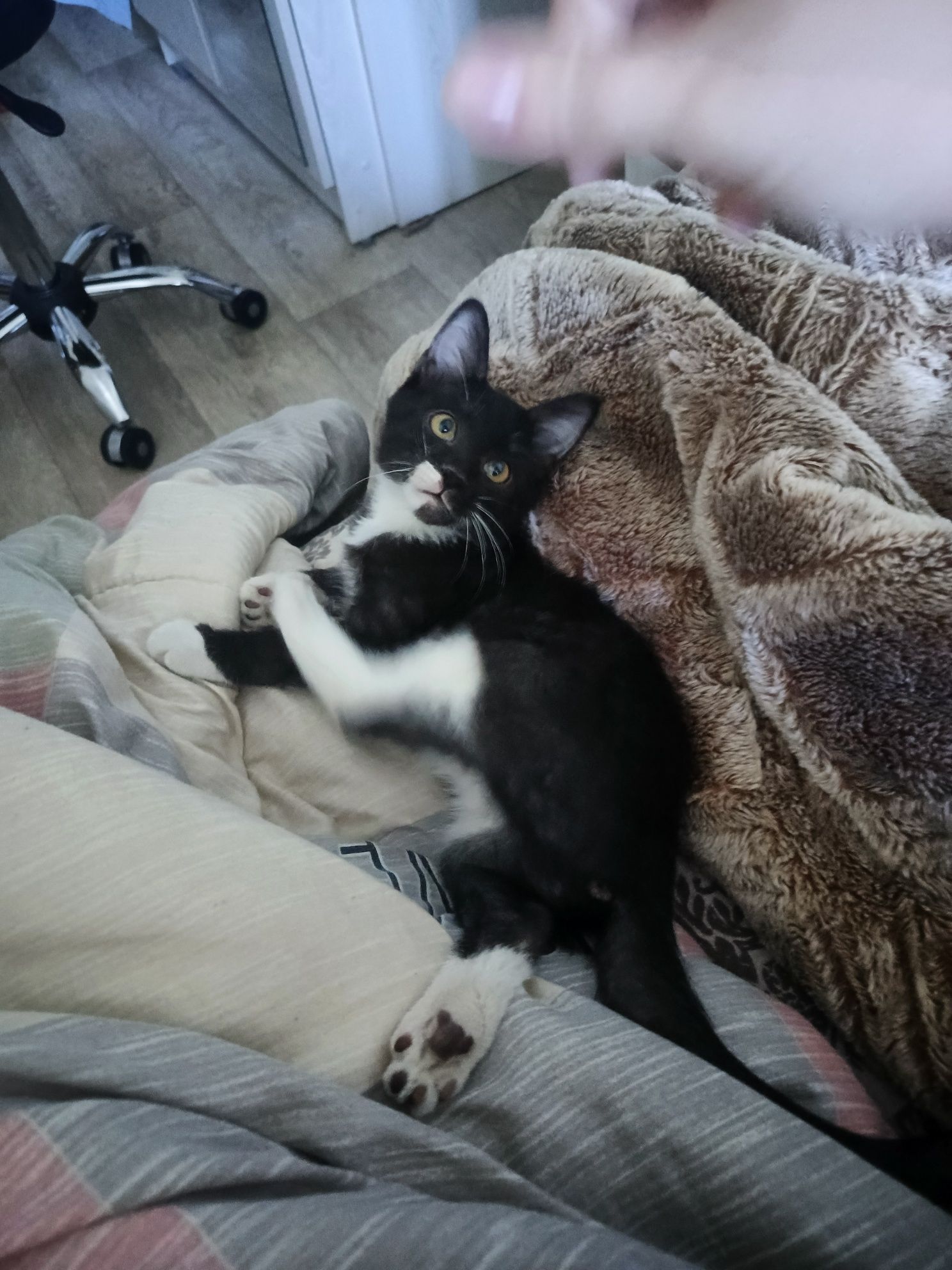 Отдам в заботливые ручки котика