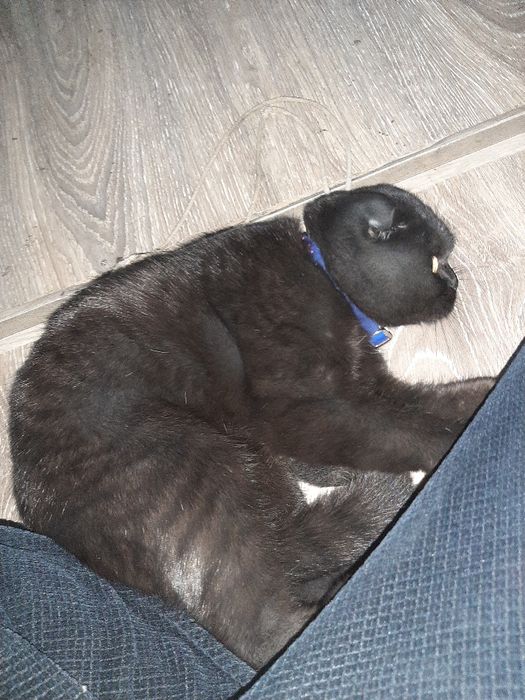 scotish fold qz bola