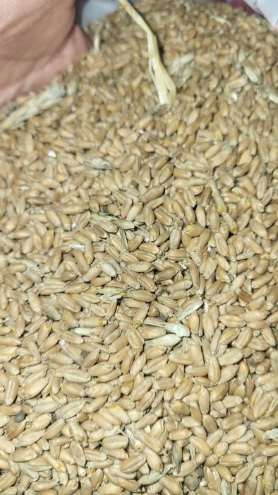 Пышеница 2 класс