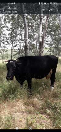 Vând vaca românească