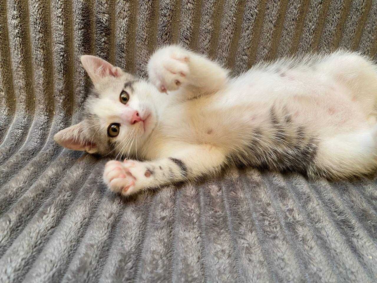 Отдам котенка в добрые руки