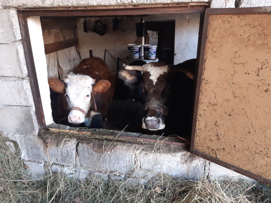 Vaca buna de lapte de vanzare