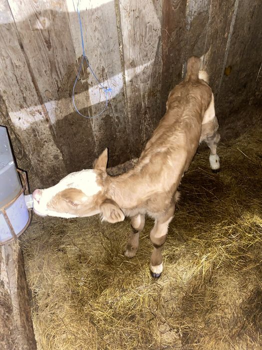 Vand vitea baltata 5 zile