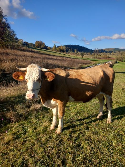 Vaca de vanzare gestanta