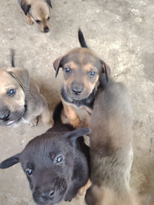 Adopție căței talie mica
