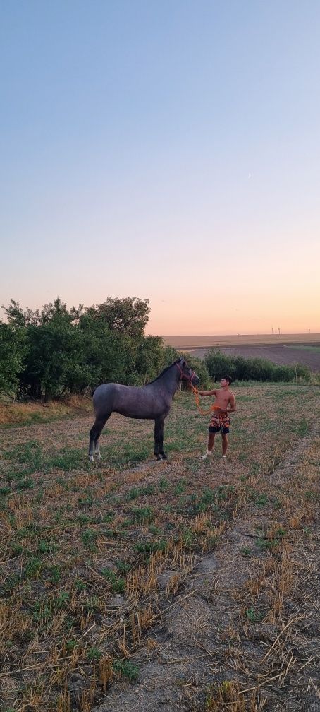 Vând mânză Arab cu trapas