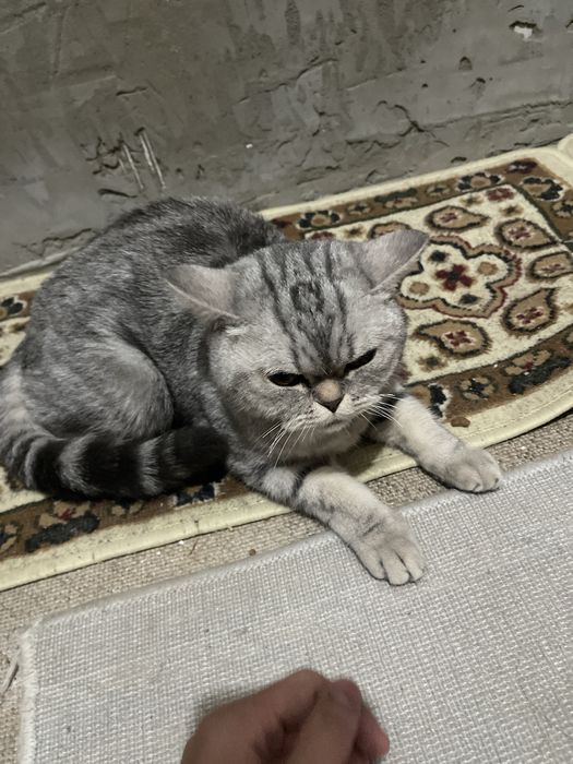 кошка шотладнски договор
