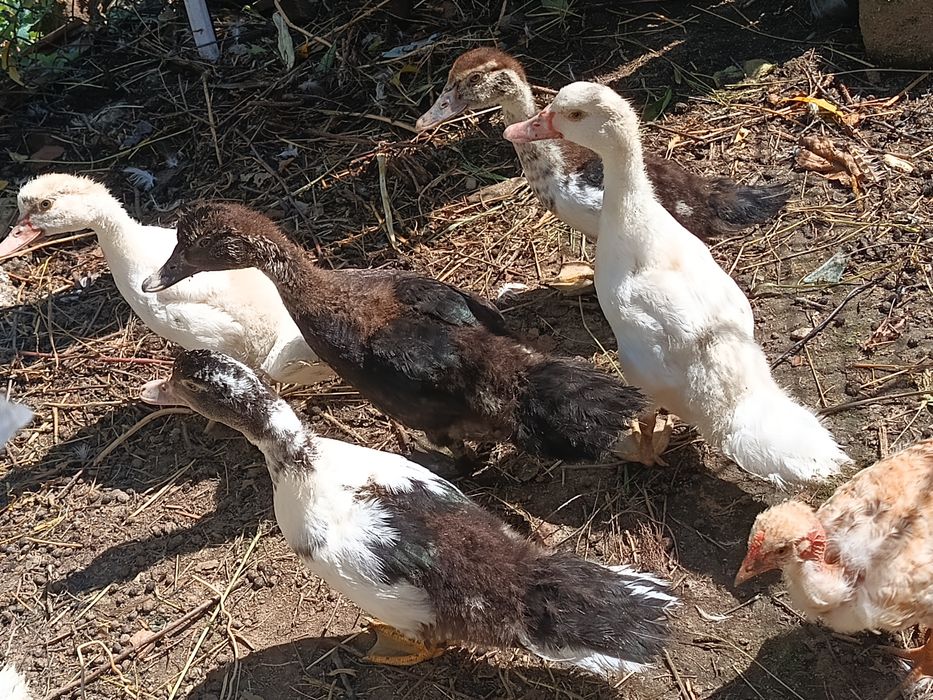 Boboci rață mută !