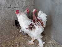 Oua incubat găini țărănești cu barba