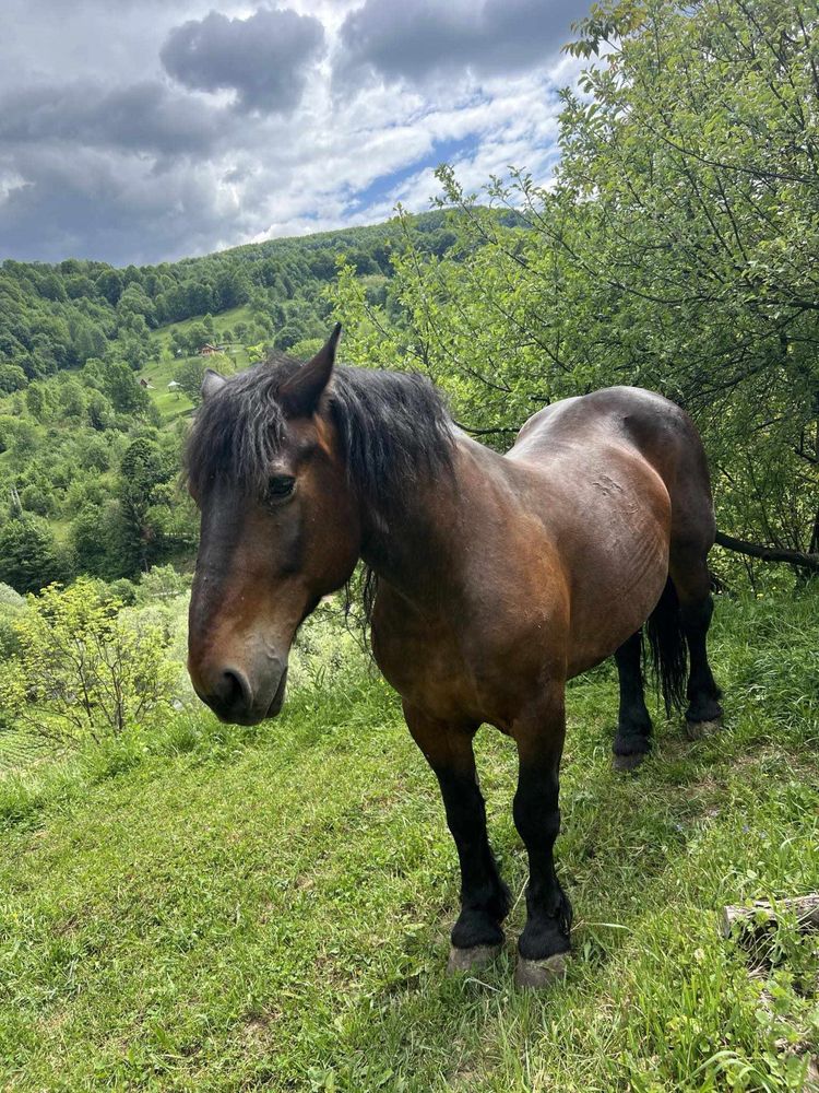 Iapă de vanzare