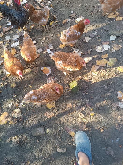 КОКОШКИ Ламон Браун