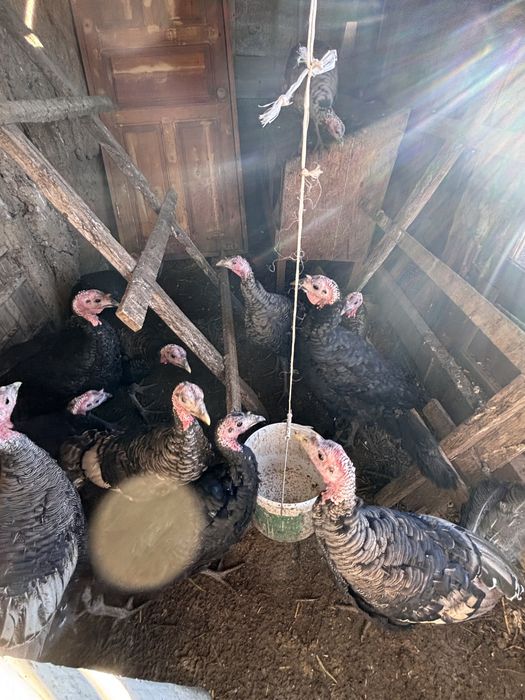 Индюктер садлады