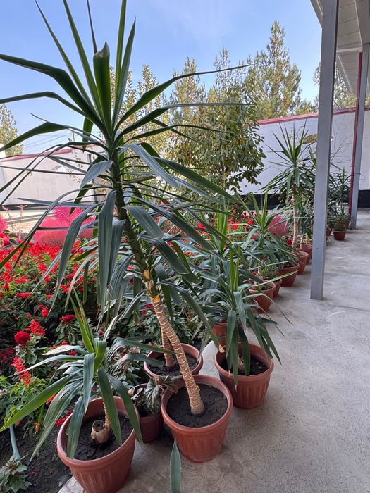 Офисные декоративные цветы