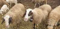 Добре гледани овце