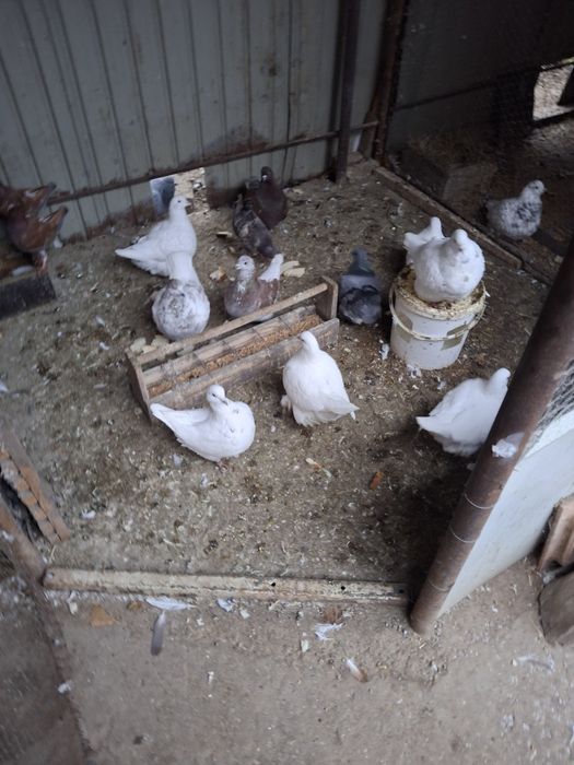 Vand porumbei mondaini și circani