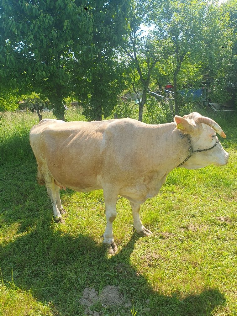 Vând vaca baltata