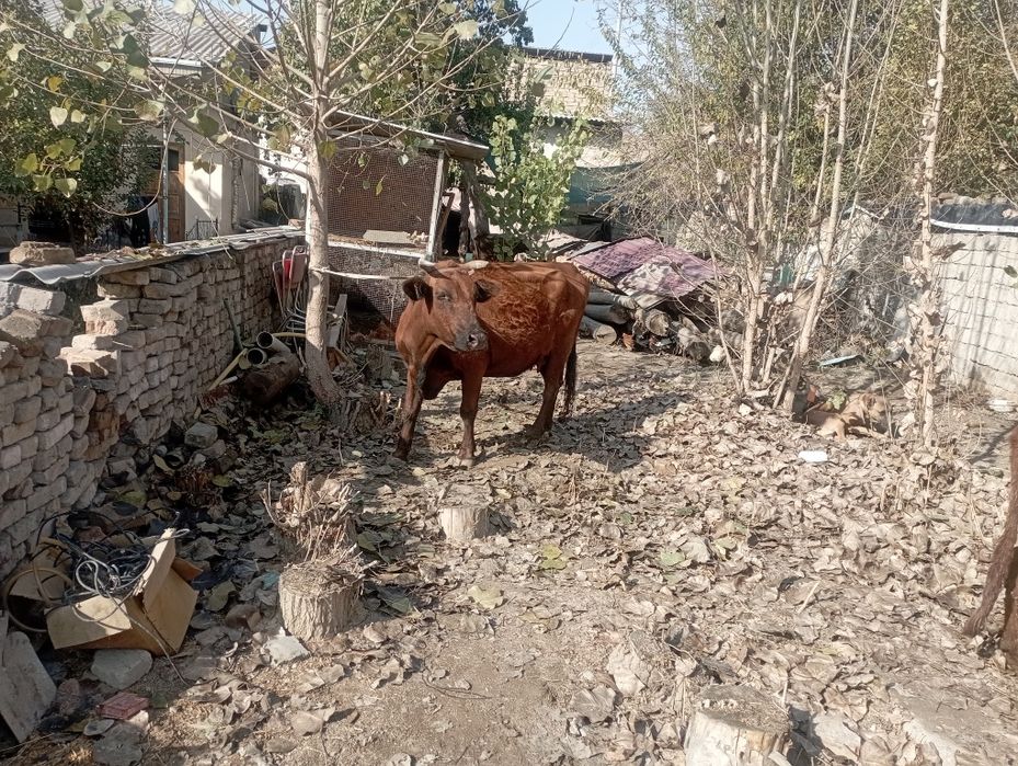 Ona bola sigir sotiladi