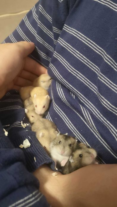 Vand hamsteri pitici de culori diferite.