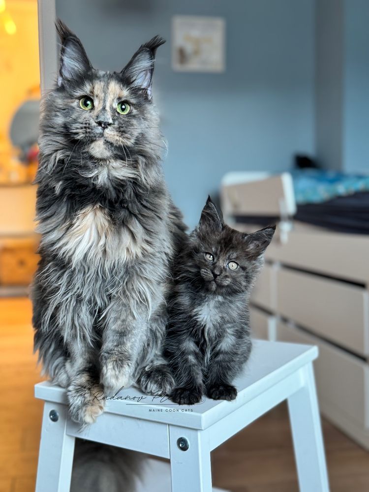Мейн кун котенца / Мейн куун котенца / Maine coon kittens
