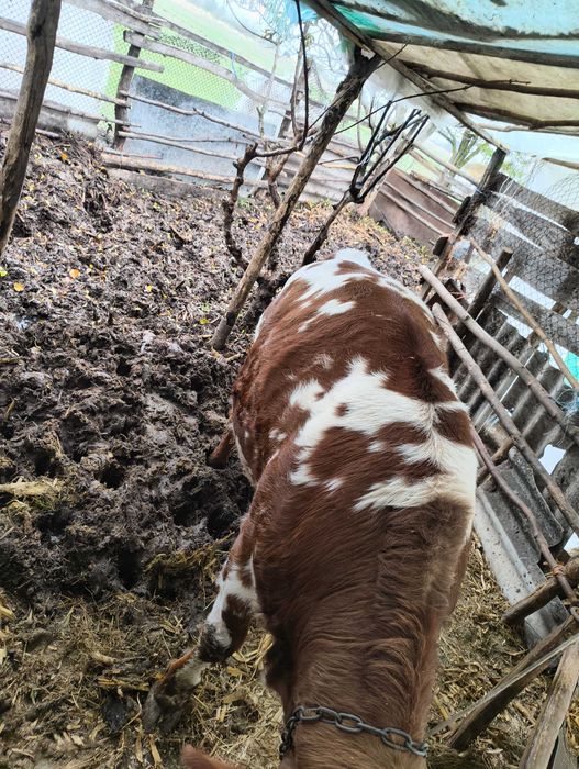 Продавам теле в добро състояние