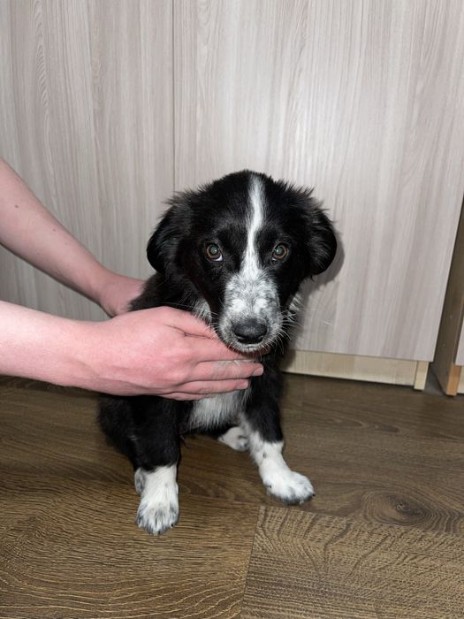 Щенок в поисках дома