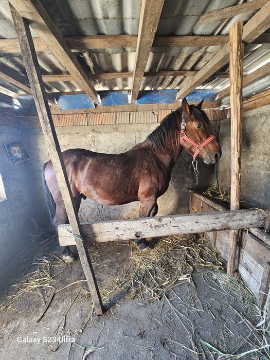 Cal de vanzare are 5 ani