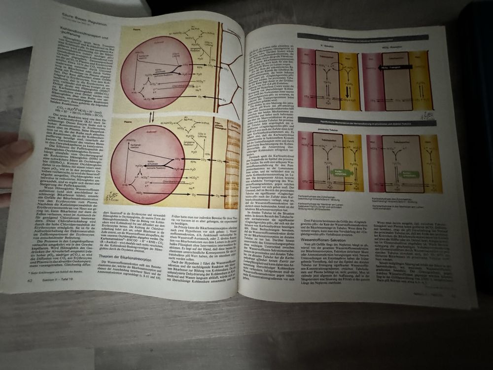 Atlas medical Frank H. Netter  in limba germana