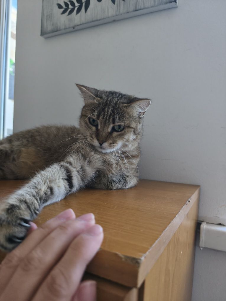 Кошечка Мария ищет дом