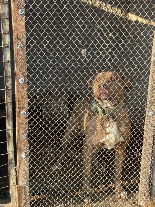 Отдам собаку даром