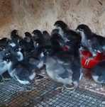 Vând puisori Australorp, Marans si Araucana.Trimit în tara!