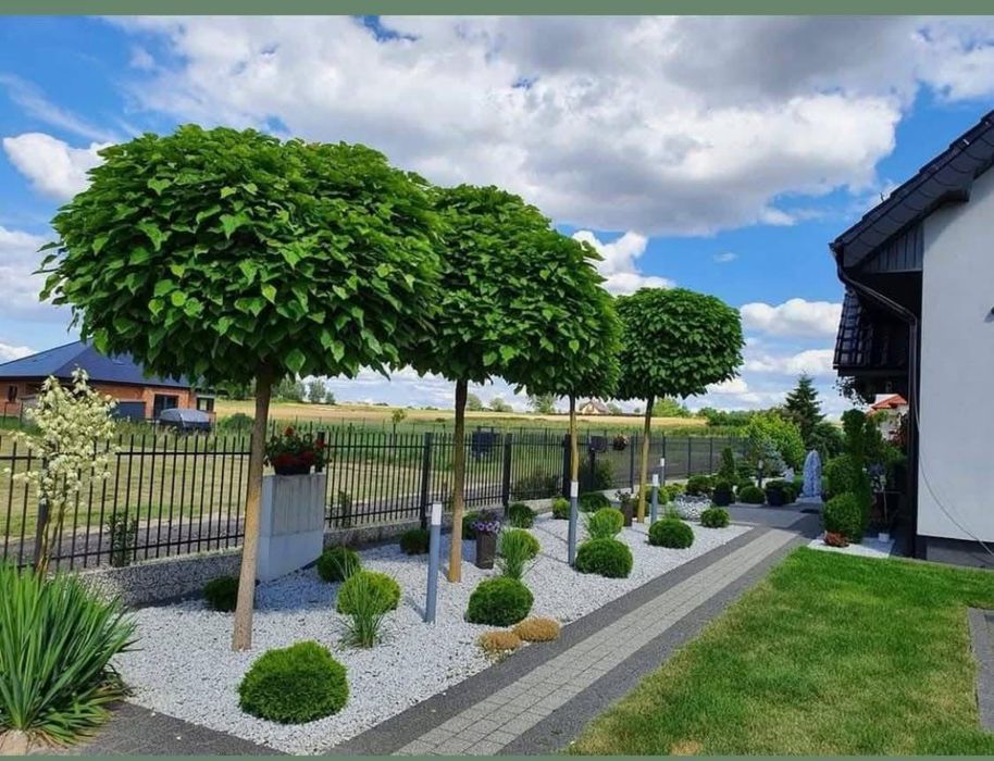 Cele mai frumoase plante ornamentale pentru 2025 Usor de ingrijit