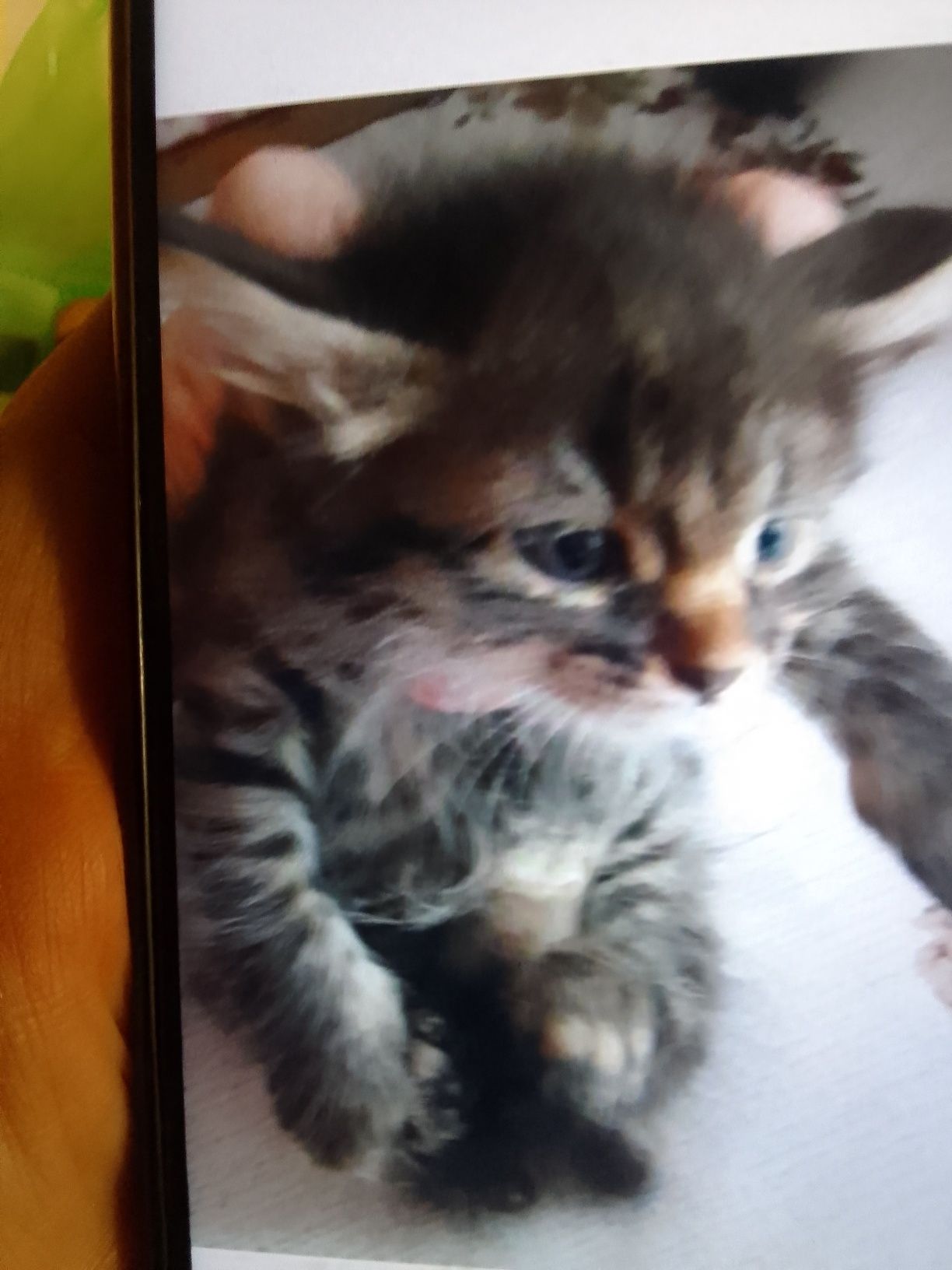 Котенок отдаем в хорошие руки