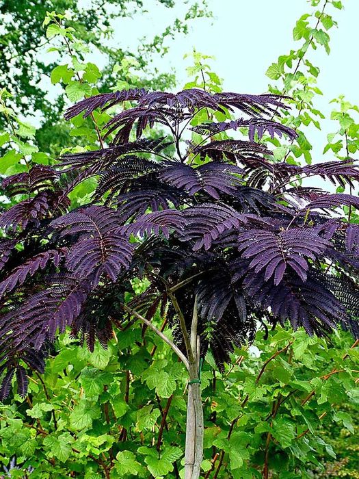 Pomi ornamentali arbore de matase chocolate