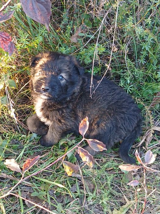 Donez căței de 2 luni