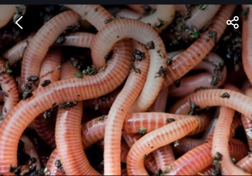 Черви для рыбалки