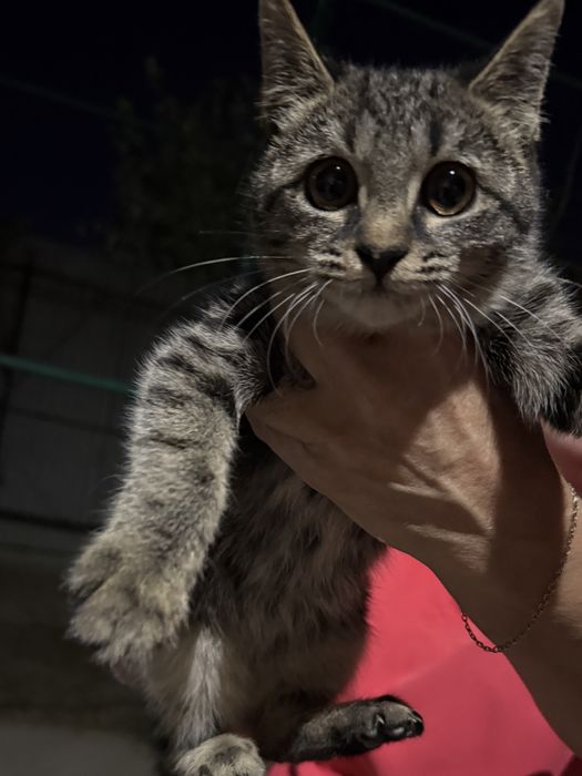Кошечка в добрые руки