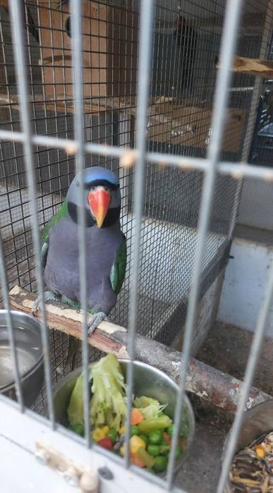 Vand Marele Alexandru