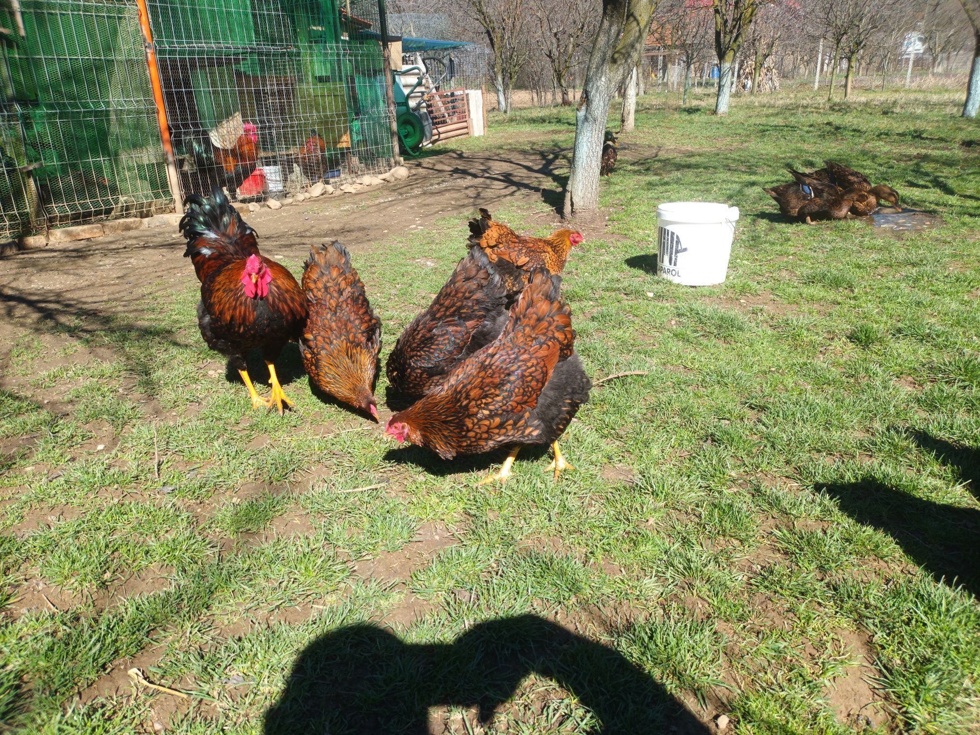 Pui și familie găini Wiandotte