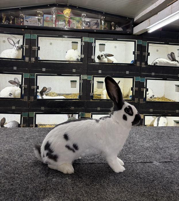 Mascul Urias Pestrit German Alb-Albastru