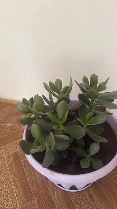 Продам живое дерево