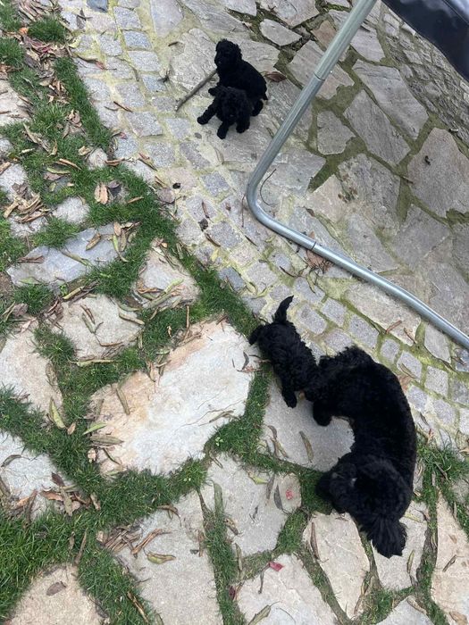 Мини пудел BLACK