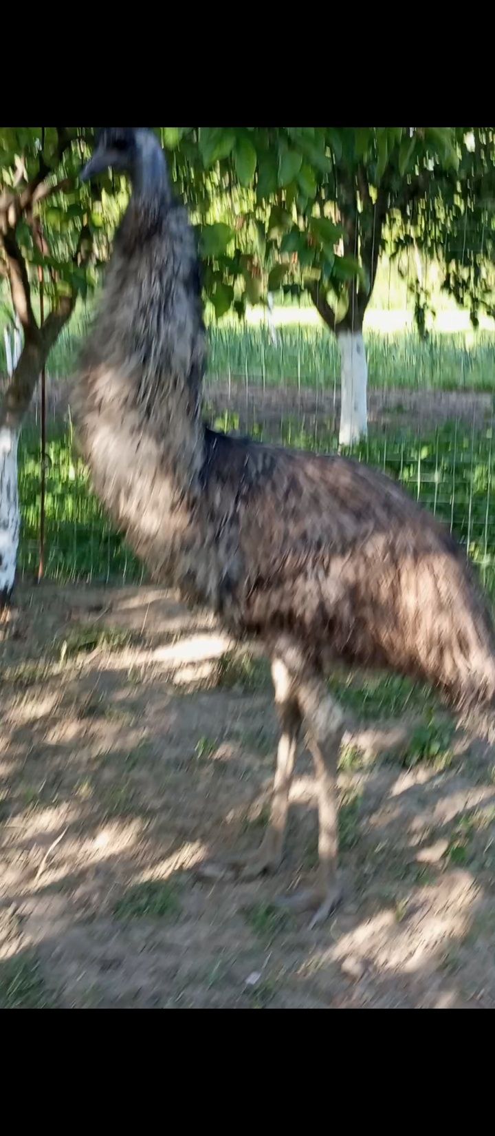 Vând struț emu mascutl