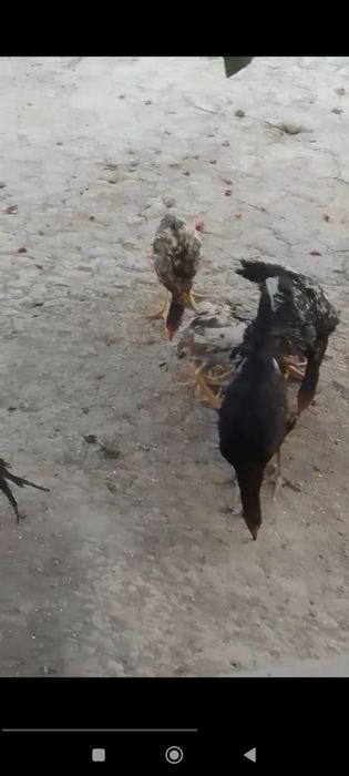 Tovuq jujalar sotiladi hamasi har xil