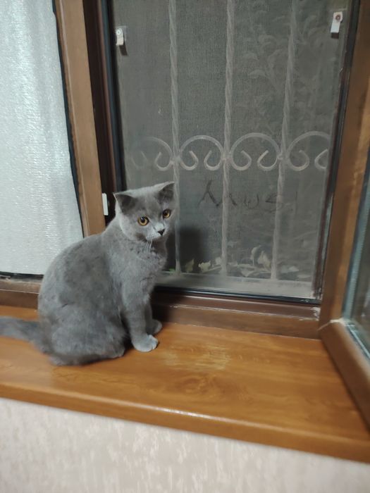 British shorthair zotli erkak mushukka vyaskaga ayol mushuk kerak